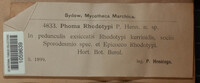 Phoma rhodotypi image